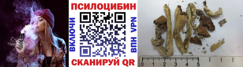 Купить где  Пойковский  Галлюциногенные грибы Psilocybe 